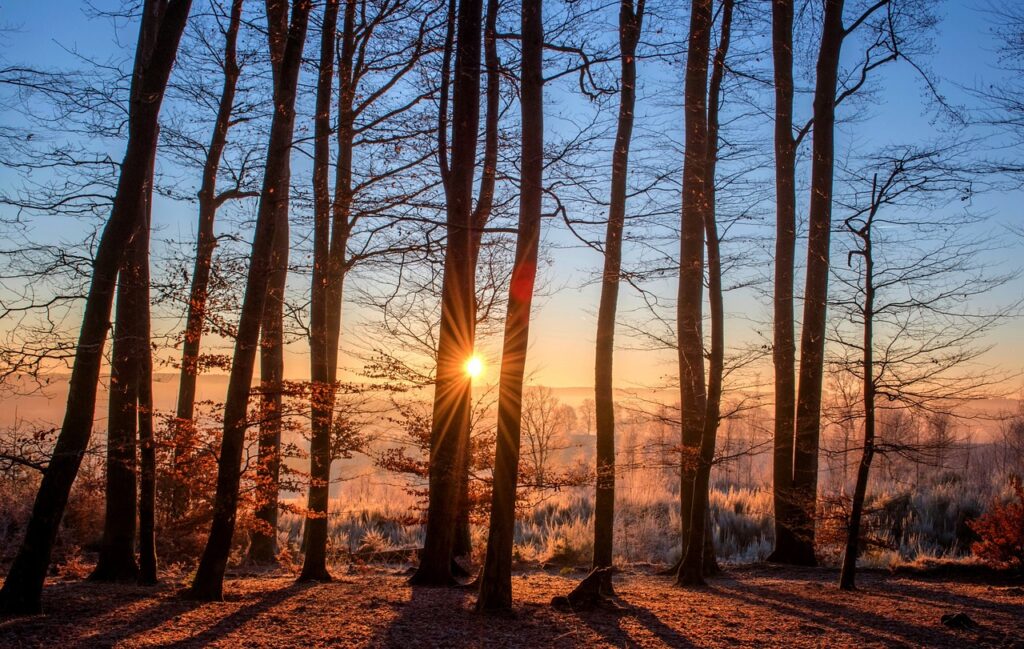 forest, sunset, trees-1950402.jpg